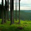 ikea-balade-foret-gratuit ikea-balade-foret-gratuit