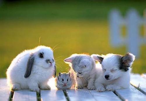 la garde d'animaux lapin, hamster, chat et chien à garder