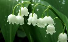 muguet-gratuit