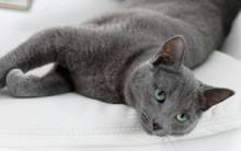 sheba-echantillon