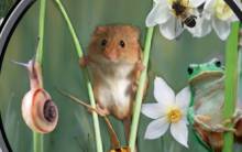 journal-fete-nature