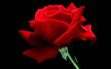 quick-rose-offerte