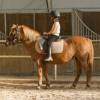 cours-poney-gratuits-pari cours-poney-gratuits-pari