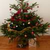 bon-plan-sapin-noel-2011-