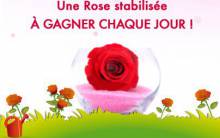 rose-fete-des-meres
