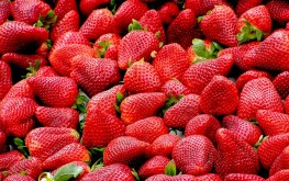 cueillette-fraises