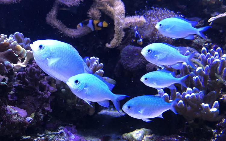 aquarium-paris