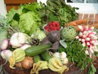 des fruits et des légumes bio