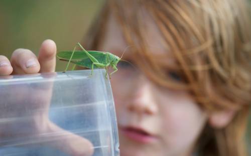 fête de la nature 2013 à la découverte des petites bêtes
