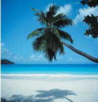 palmier sur plage bord�e d'eau bleue azur
