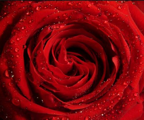 rose rouge gratuite de saint-valentin 2012